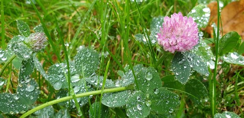 red clover flower in grass with rain