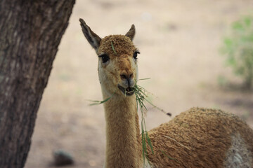 llama eating