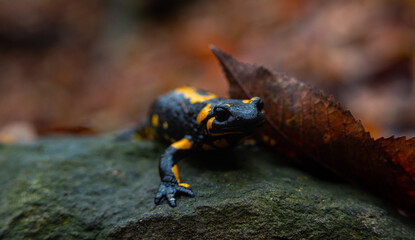Fototapeta premium Salamandra wildlife animal in forest walking in autumn leaves