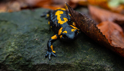 Salamandra wildlife animal in forest walking in autumn leaves
