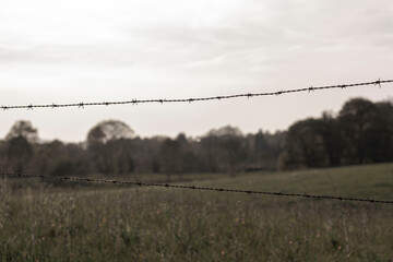 wild landscape with meadow and grove behind barbed wire