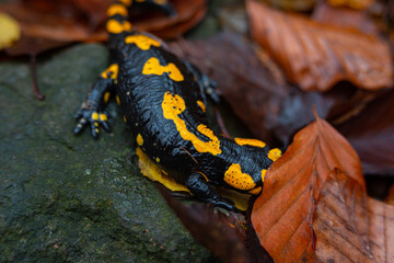 Salamandra wildlife animal in forest walking in autumn leaves