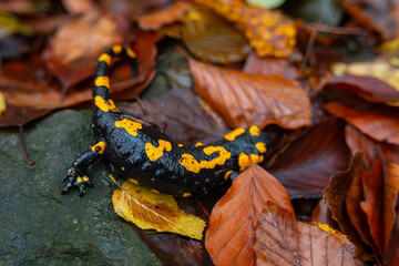 Salamandra wildlife animal in forest walking in autumn leaves