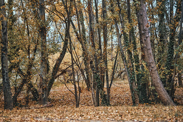 trees at autumn forest 1