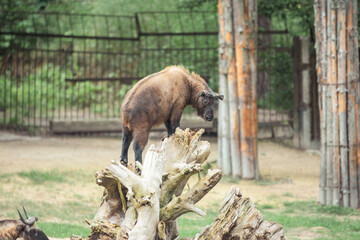 animal in the zoo