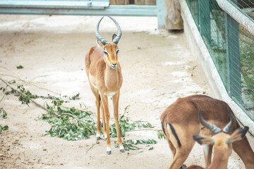 impala in the zoo