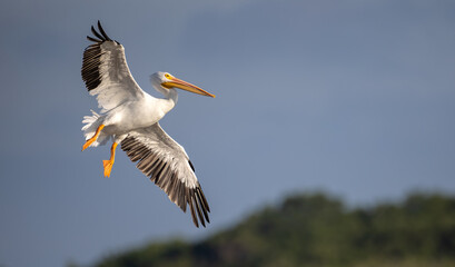 Fototapeta na wymiar White Pelican in Florida 
