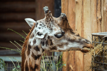 close up of a giraffe