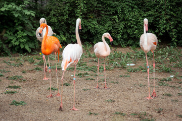 pink flamingo in the zoo