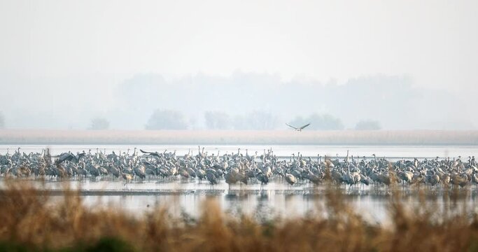 flock of Common bird Crane on lake, migration in the Hortobagy National Park, Hungary, puszta meadow and steppe ecosystems in Europe
