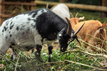 goat eating grass