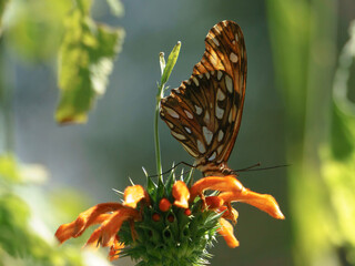butterfly on flower