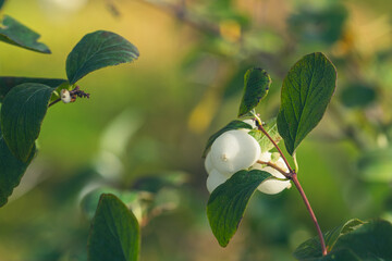 Symphoricarpos, commonly known as the snowberry, waxberry or ghostberry, in a park in Andalucia (Spain)