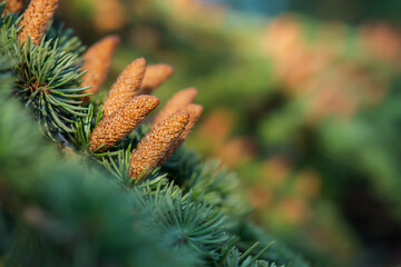 Background of fir cones and branches with space for text. Natural ecodesign of postcards and banners. The concept of winter and the new year. Fabulous green background with brown cones of the cedar.
