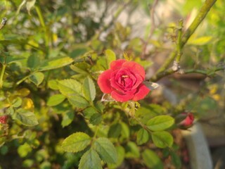 Red Rose Flower