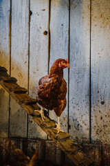 Vertical shot of a single hen perched on a wooden plank in a chicken coop