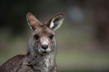 portrait of wallaby in Australia