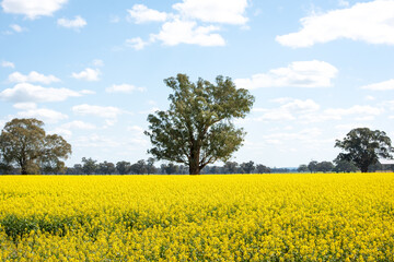 canola crops in rural Australia