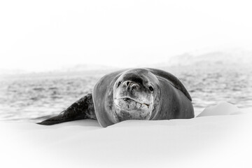 leopard seal in Antarctica laying on ice