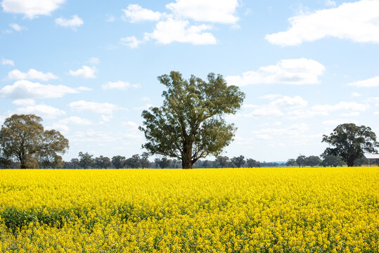 canola crops in rural Australia