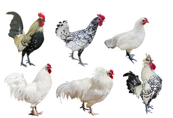 six roosters isolated on white background