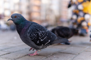 Dove white with gray flying on a square of paving stones, in the fall. Around the buildings, a lot of birds.