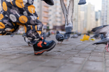 Dove black with gray wild in the park of paving stones, in the fall. All around, a flock of birds. children running