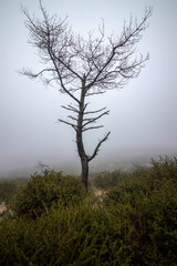 dead tree alone in the middle of the mountain, on a foggy day, Serra da Freita, Portugal