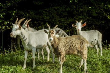 young goats on meadow