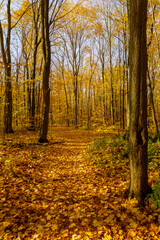 Fototapeta premium A Path in the Woods