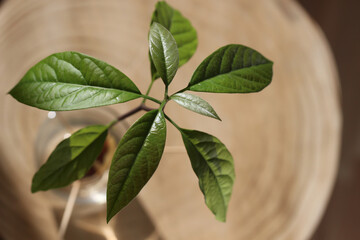 Young green avocado leaves from a stone in a glass of water close-up.Growing avocado from seed at home. Small tree.Home-grown exotic plants.botany