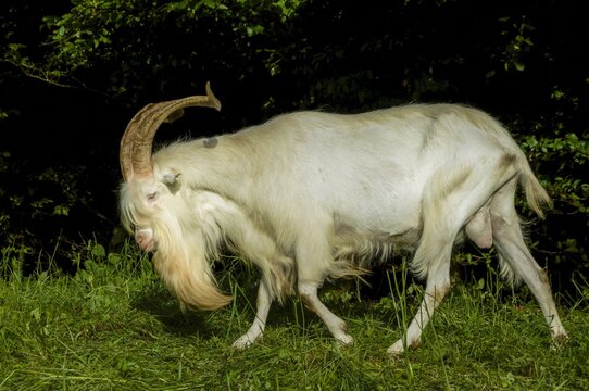 beautiful male goat with big horns on the grass with trees in the background