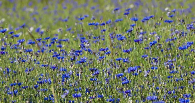 Beautiful blue Cornflower Centaurea cyanus. Beautiful flowers with blue bloom in summer meadow, Summer agriculture concept and landscape with blue sky.