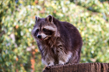 Fototapeta premium Portrait of adult male lotor common raccoon (procyon lotor)