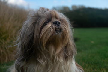 Naklejka na ściany i meble Close-up portrait of small Shih Tzu dog sitting down and looking to the side in green park grass, garden, nature surrounded by orange grass and blue sky with white clouds during autumn, fall season.