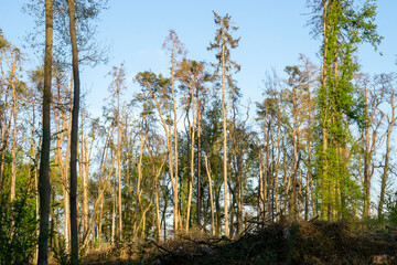 forest dieback in central europe