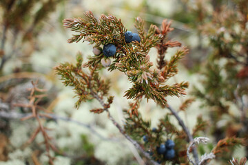 Juniper berries growing in lichen in the tundra of Kamchatka