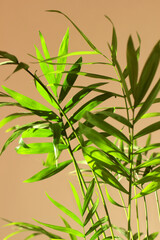 Close-up of the delicate feathery leaves of the Chamaedorea elegans houseplant in a modern, stylish and minimalistic urban jungle interior. Tropical palm tree with beautiful bright sunlight.Vertically