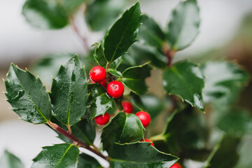 Close up of the red berries and green leaves of a holly bush.