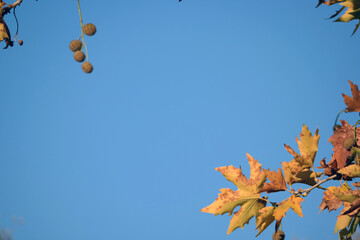 Image of golden yellow autumn leaves on tree branches and acorns hanging in sunny November day with clear blue sky, a golden hour photograph as fall background with the combination of yellow and blue