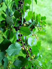 Dojrzałe owoce Kruszyny pospolitej (Frangula alnus Mill.) są często stosowane w medycynie ludowej