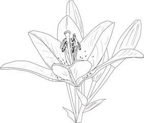 black lily large flower single outline isolated on white