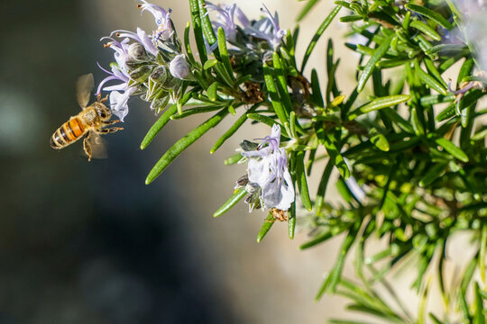 flying bee collecting honey from a rosemary blossom