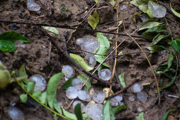 fresh hail in the garden