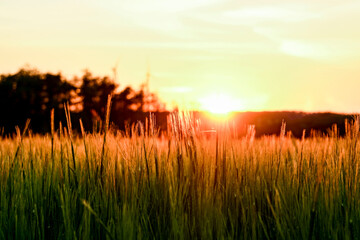 Fototapeta premium sunset over grainfield
