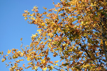 Image of golden yellow autumn leaves on tree branches and acorns hanging in sunny November day with clear blue sky, a golden hour photograph as fall background with the combination of yellow and blue