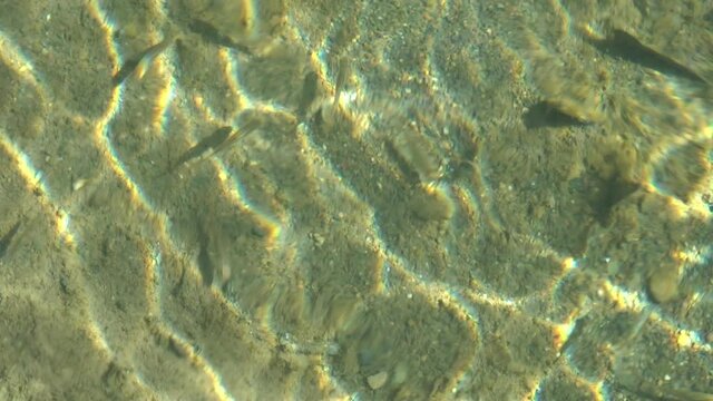 Guppies swimming during winter in Parson Creek