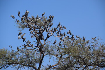 pigeons on a tree