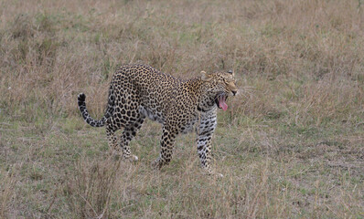 leopard walking and yawning in masai mara kenya