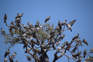 pigeons on a tree
